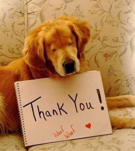 Dogs Lovers tweet media