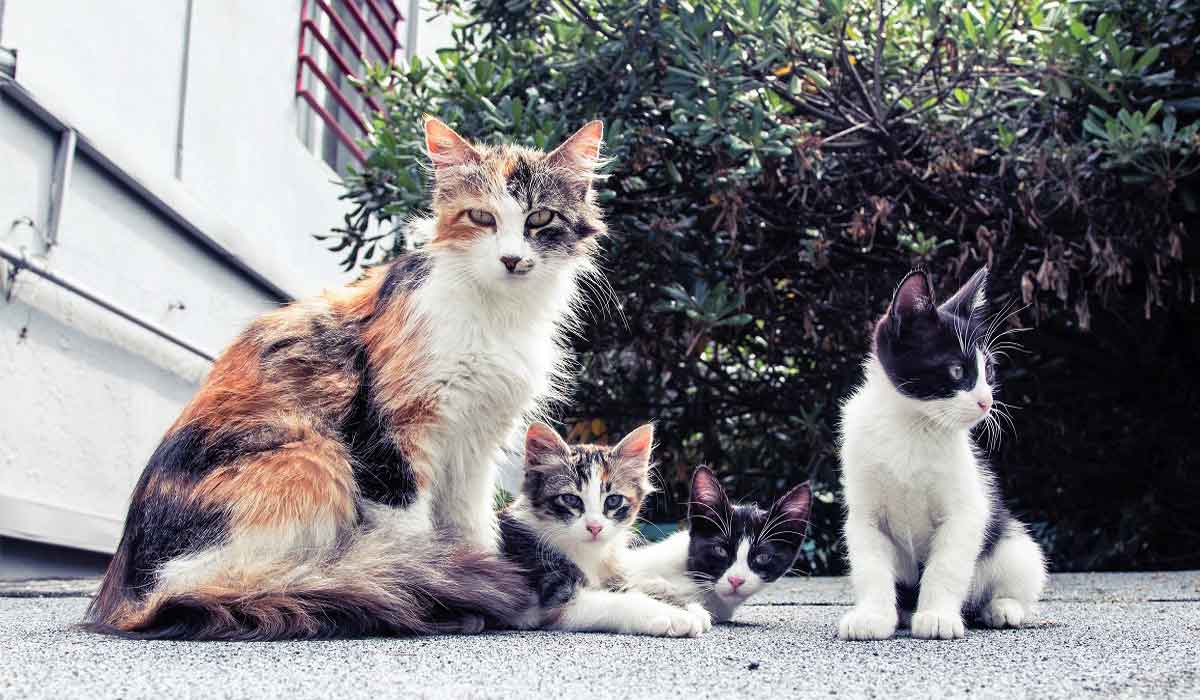 SavoirAnimal07's tweet photo. 2nde édition de l’Université d’été solidaire – Chats des Rues : quels politiques, responsabilités, enjeux !
"Ce samedi 24 juin 2023, la gestion des chats errants et harets des villes sera à l’ordre du jour" L'Arche des Associations
https://t.co/XKDk6C3w9u https://t.co/iZPVuVMyG9