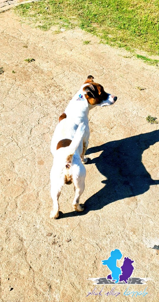 SlickAllosKnnls's tweet photo. Public Service Bark-nouncement 
On behalf of the entire SAK family (dogs, staff &amp; friends of the kennels)  we're profoundly excited to announce that we've recently added the high energy, working and "hunt-driven" Jack Russell Terriers to our huge family of Maltese and Pomeranians https://t.co/qHYY4cYDLU