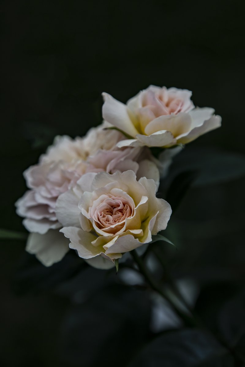 The lovely soft pink Emily Brontë®. (Ausearnshaw) English Shrub Rose, exceptionally beautiful rose…

Happy #RoseWednesday 💗🤍💗

#GardeningTwitter 
#NatureBeauty 
#gardeningideas 
#ThePhotoHour