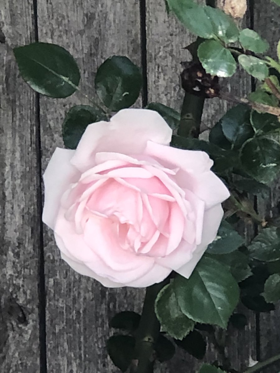 Best wishes for a lovely #RoseWednesday 🌹 

#GardeningTwitter #mygarden #inthegarden #flowerphotography #RoseADay #roses