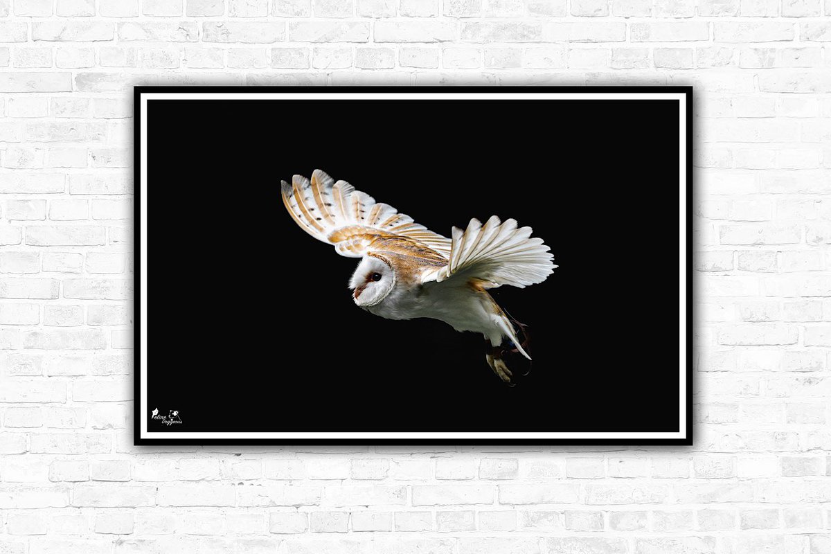 jen-animal-photographer-on-twitter-is-it-better-to-have-a