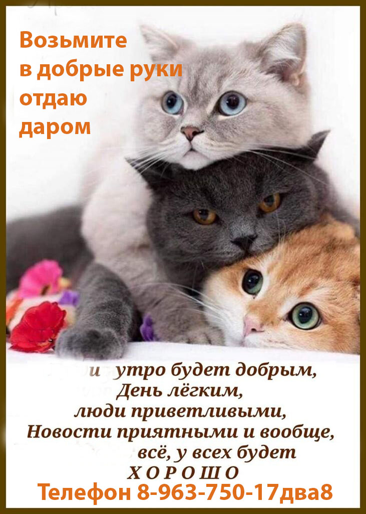 Lady Friday 🌹❤️#S_Gelbart (@ladyfriday__) on Twitter photo <a href="/HCst67/">👠🅷🅸🅶🅷🅷🅴🅴🅻🆂👠 Taking a breath…</a> <a href="/SergeyGelbart/">╰╰🧡 Sergey #Gelbart</a> <a href="/Haifa_Press/">#Хайфа город #кайфа</a> <a href="/neKoeKaK2/">ne Koe KaK</a> <a href="/TakiDa_13/">Нина Булаева ☘✳️</a> <a href="/Stupro_/">Сергей Stupro_ 💚</a> <a href="/Nekoekak_me/">✳️ Аренда домов в Подмосковье #nekoekak_me</a> <a href="/gelbart_ser/">halfaPress</a> Уехали с #дача и бросили 🐶🐱 Отдам в добрые руки #котята #щенята ▶ Минское ш Голицыно или электричка от метро Белоруская
<a href="/dom_Akatovo/">Лариса #ИЖС</a>
<a href="/nyanya_Masha/">Маша 🌹❤️Follow me on 'X'</a>
<a href="/domrabotnica_mr/">Мария Тарасова</a>
<a href="/sidelka_olgo4ka/">Ольга #сиделка</a>
<a href="/nyanya_luba/">#синий #домработница</a>
<a href="/domrabotnitsa_3/">Зина Федорова</a>
<a href="/NeKoeKak1/">NeKoeKak</a> <a href="/LadyFriday__/">Lady Friday 🌹❤️#S_Gelbart</a> <a href="/Haifa_Olga/">Одесситам</a> <a href="/Haifa_Luxe/">❤️ Elena beautiful 🎀Елена прекрасная</a> <a href="/haifasergej/">💜#HaifaSergey #purple</a> <a href="/HCst67/">👠🅷🅸🅶🅷🅷🅴🅴🅻🆂👠 Taking a breath…</a> <a href="/SergeyGelbart/">╰╰🧡 Sergey #Gelbart</a> <a href="/Haifa_Press/">#Хайфа город #кайфа</a> <a href="/neKoeKaK2/">ne Koe KaK</a> <a href="/TakiDa_13/">Нина Булаева ☘✳️</a> <a href="/Stupro_/">Сергей Stupro_ 💚</a> <a href="/Nekoekak_me/">✳️ Аренда домов в Подмосковье #nekoekak_me</a> <a href="/gelbart_ser/">halfaPress</a> Уехали с #дача и бросили 🐶🐱 Отдам в добрые руки #котята #щенята ▶ Минское ш Голицыно или электричка от метро Белоруская
<a href="/dom_Akatovo/">Лариса #ИЖС</a>
<a href="/nyanya_Masha/">Маша 🌹❤️Follow me on 'X'</a>
<a href="/domrabotnica_mr/">Мария Тарасова</a>
<a href="/sidelka_olgo4ka/">Ольга #сиделка</a>
<a href="/nyanya_luba/">#синий #домработница</a>
<a href="/domrabotnitsa_3/">Зина Федорова</a>
<a href="/NeKoeKak1/">NeKoeKak</a> <a href="/LadyFriday__/">Lady Friday 🌹❤️#S_Gelbart</a> <a href="/Haifa_Olga/">Одесситам</a> <a href="/Haifa_Luxe/">❤️ Elena beautiful 🎀Елена прекрасная</a> <a href="/haifasergej/">💜#HaifaSergey #purple</a>