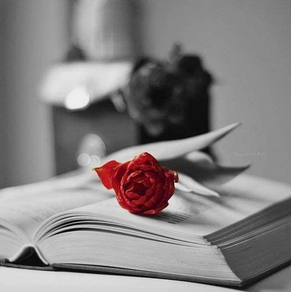 Jm_Ern38774's tweet photo. Tú conoces mis palabras
que a veces ni yo entiendo,
quizá te las escribo por ese
amor que te tuve siempre...
Dejar una rosa y en silencio
leerte en el libro de la noche.

Quizá mis palabras no son las
mejores, pero saben tu nombre. https://t.co/omS3r0QdOH