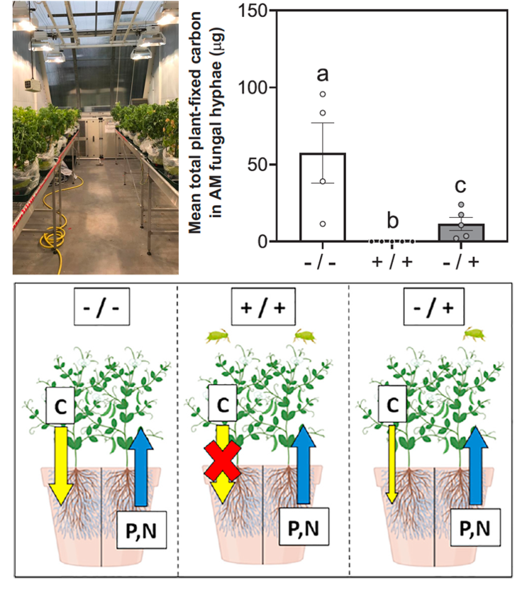 BuildOnINJ's tweet photo. We show loss of carbon inputs into #mycorrhizas caused by #aphids can be compensated for by aphid-free neighbours.

This is important because it demonstrates that arbuscular mycorrhizal nutrient exchange involves community-wide interactions between multiple players... (🧵2/3) https://t.co/Pq0vemJqjN