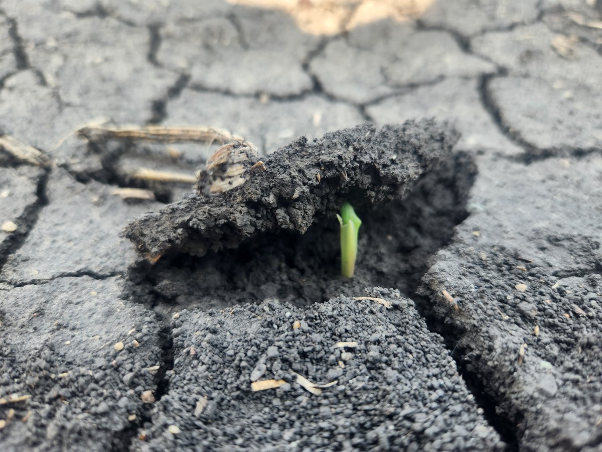 29Tim's tweet image. Every year I see it, and every year I'm still amazed at what a seedling will do to get to the surface.
#LGSeeds #Plant23