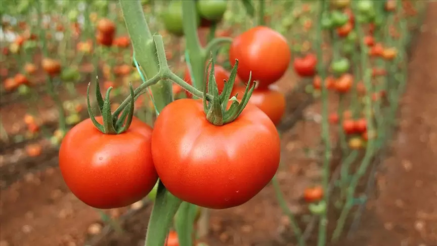 Sezo_Net's tweet photo. How is seeing a tomato or eating a tomato interpreted in a dream? Various interpretations of seeing a tomato in a dream are in our news...

Seeing a Tomato in a Dream
It is interpreted as good things and positive events. #dreamanalysis

https://t.co/xqv3JWon5t https://t.co/uClxxvgtBF