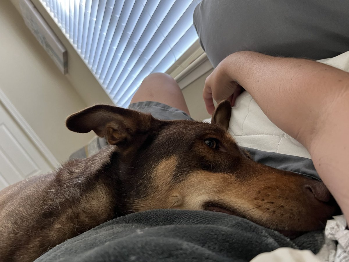 SFGiantsChica's tweet photo. Good morning from a 85lb snuggle dog #ZeusFitzgerald https://t.co/WHHXUndmLv