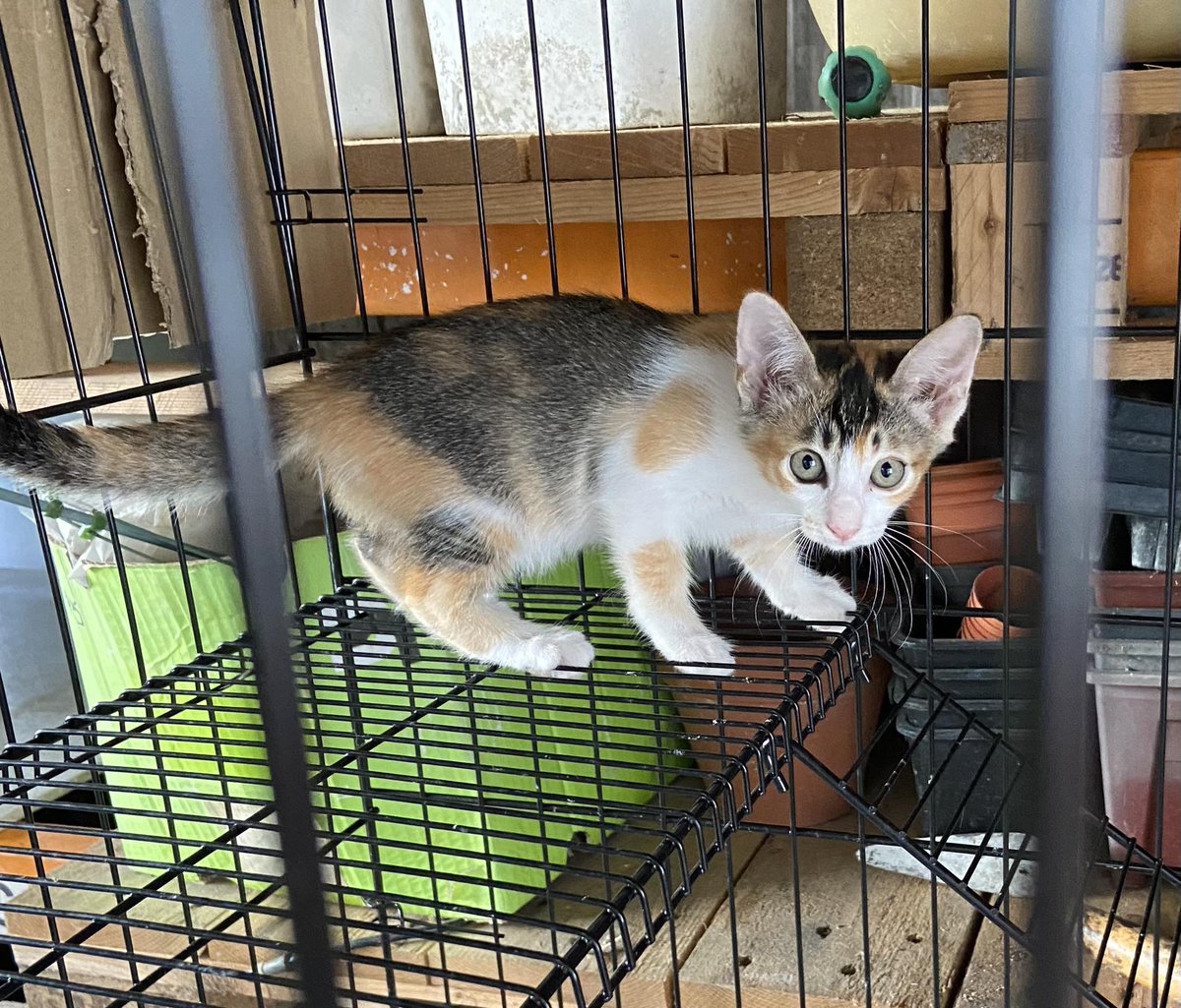 Kitten Free Adoption

📍 Johor Bahru town area
😺 5 anak kucing
👶🏻 3 bulan
💯 tau guna pasir, makan makanan kucing

Jika berminat, boleh call atau whatsapp James +6012-2592900