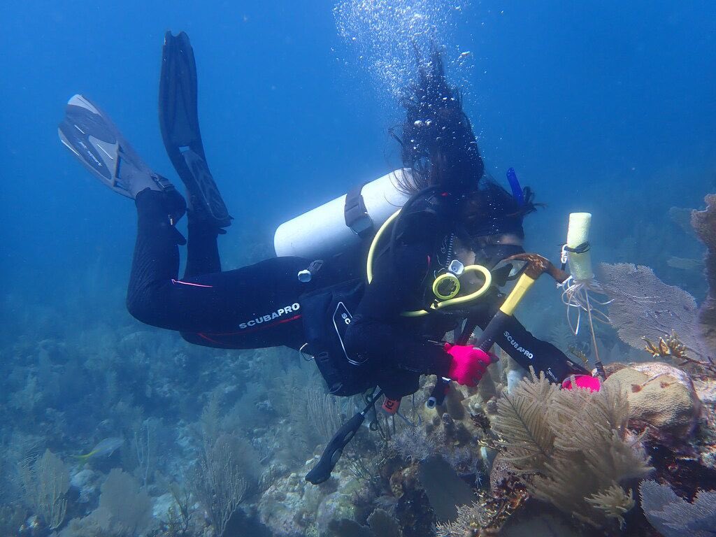 Kyra Jean Cipolla (@cipollakyra) on Twitter photo First week of fieldwork on <a href="/smithsonian/">Smithsonian</a>’s Carrie Bow Cay done! Our days have been full of reef fish collections, dissections, and detritus trap deployments. Working w/ @gobysimon <a href="/jordanmcasey/">Dr Jordan Casey</a> <a href="/thehemi65/">Dr. Christopher Hemingson</a> <a href="/marine_marconi/">Christina Marconi</a> has been amazing & can’t wait for <a href="/Sternarchella/">Kory Evans Ph.D.</a> to join us! First week of fieldwork on <a href="/smithsonian/">Smithsonian</a>’s Carrie Bow Cay done! Our days have been full of reef fish collections, dissections, and detritus trap deployments. Working w/ @gobysimon <a href="/jordanmcasey/">Dr Jordan Casey</a> <a href="/thehemi65/">Dr. Christopher Hemingson</a> <a href="/marine_marconi/">Christina Marconi</a> has been amazing & can’t wait for <a href="/Sternarchella/">Kory Evans Ph.D.</a> to join us!