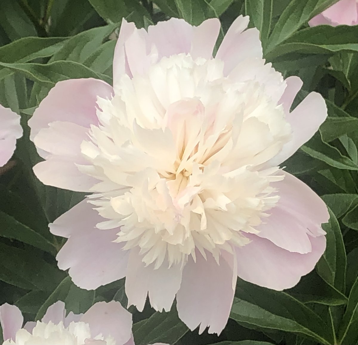 Beautiful Pink Peony
Follow us here linktr.ee/heartsdesirefa…… #Heartsdesirefarm #organicfarm #GoodFood #Cooking #healthy #RawFood #Garlic #Peony