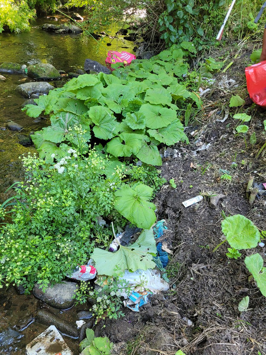 LitterWrexham's tweet image. A new low down the River Gwenfro tonight on our river clean. Strimmers and mowers ploughing over flytipped bags of household waste and clothes. Shredded plastic in the river. Habitats destroyed. Not acceptable @wrexhamcbc @WCBCHousing #Wrexham #cleanrivers #flytip