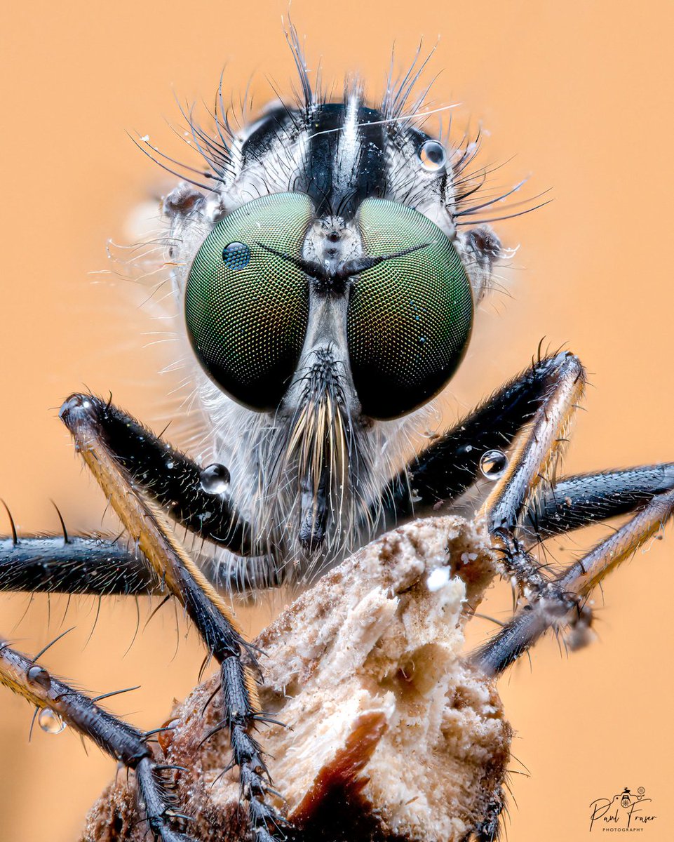 Managed to record my first Robberfly at Doune Ponds

#maro #wildlife #nature #photography #insect #outdoors 

@Buzz_dnt_tweet @BuglifeScotland @RoyEntSoc @insectweek @EdEntClub @EdinburghNats @MacroHour @ScotWildlife @nature_scot