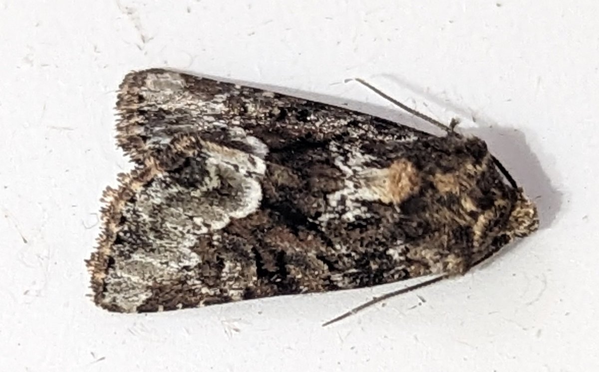 BirdBeards's tweet photo. Some quite crap photos of some well marked individuals from hier soir: Treble Lines, Marb Min Agg., Dark Arches and Silver Y. #moths #teamoth https://t.co/Rc3ltHtsP2