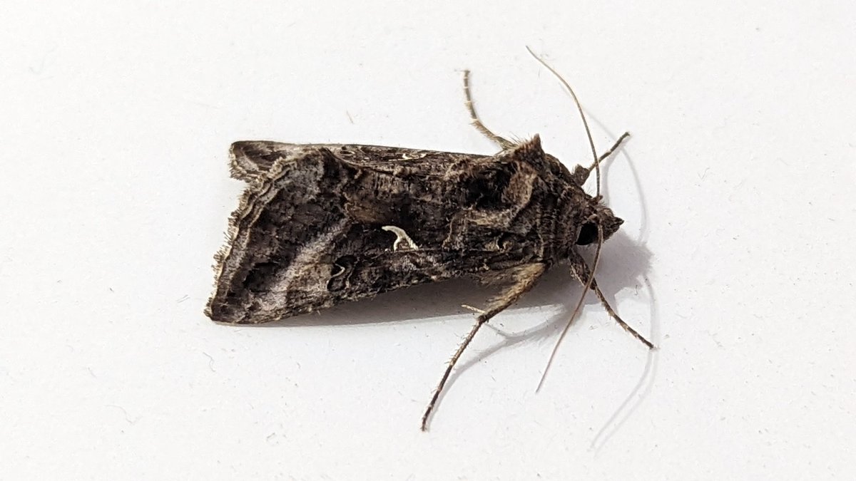 BirdBeards's tweet photo. Some quite crap photos of some well marked individuals from hier soir: Treble Lines, Marb Min Agg., Dark Arches and Silver Y. #moths #teamoth https://t.co/Rc3ltHtsP2