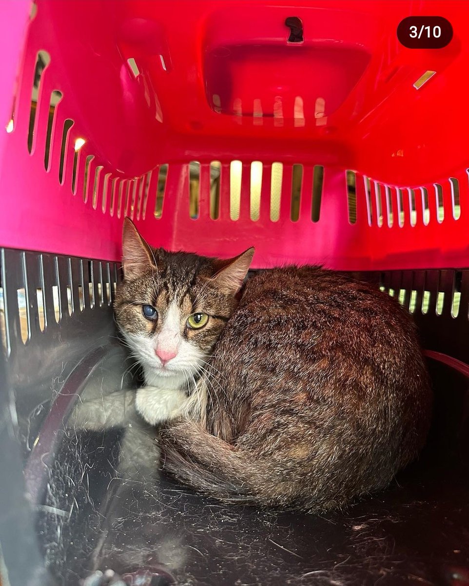 dimintsweater's tweet photo. МИКОЛАЇВ
до одного нашого притулку приїхали котики з Херсону, яким потрібна сім'я. Настя і працівники допоможуть із щепленнями і стерилізацією 

КОТИ НЕЙМОВІРНІ ПРОСТО 
знизу будуть ще фото і лінк на притулок https://t.co/BcVZU498m3