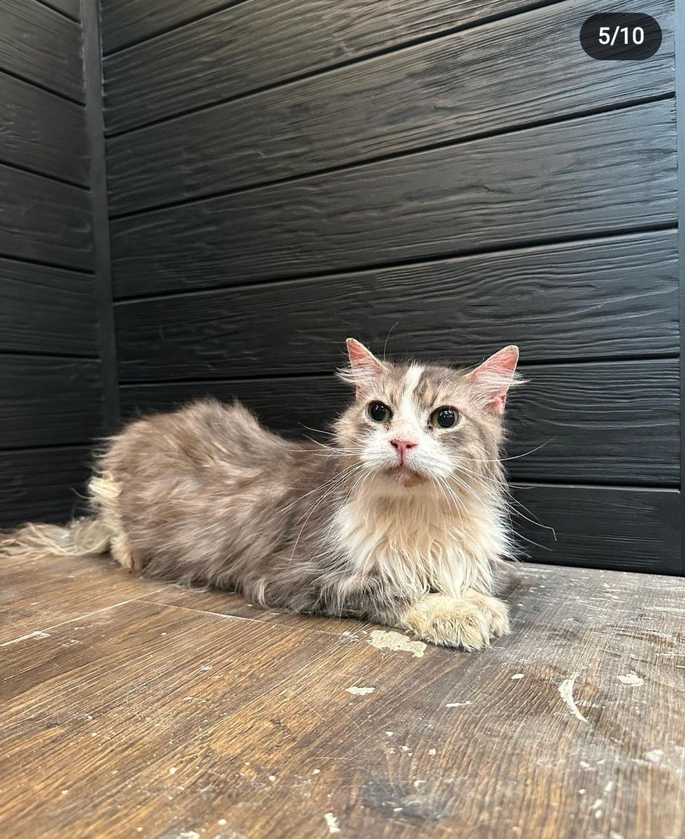 dimintsweater's tweet photo. МИКОЛАЇВ
до одного нашого притулку приїхали котики з Херсону, яким потрібна сім'я. Настя і працівники допоможуть із щепленнями і стерилізацією 

КОТИ НЕЙМОВІРНІ ПРОСТО 
знизу будуть ще фото і лінк на притулок https://t.co/BcVZU498m3