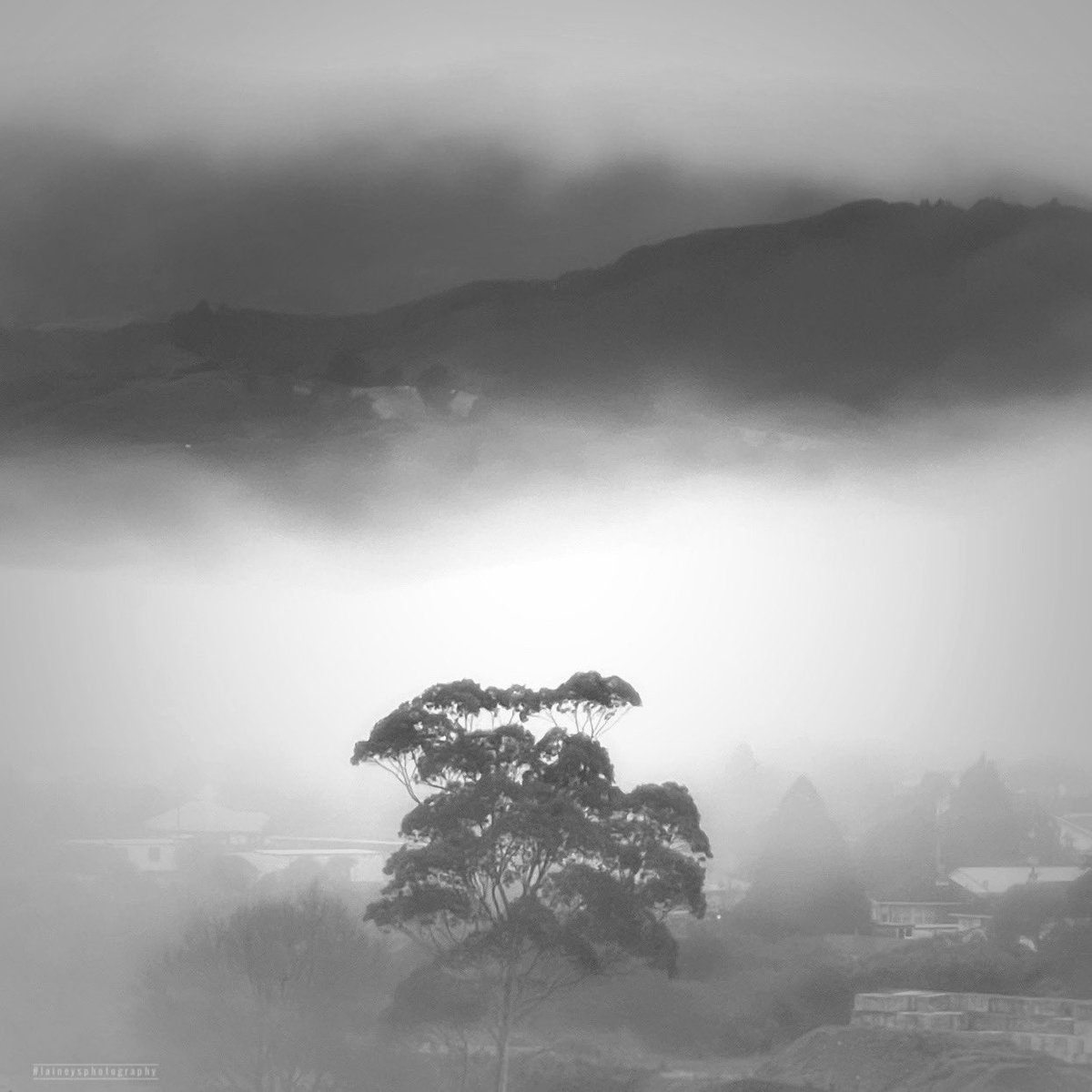 Mōrena 🤍

#upperhuttnz