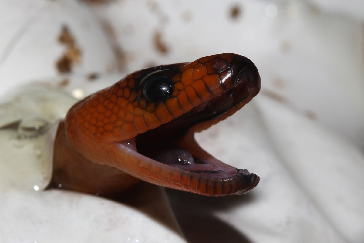 A woma python emerges from the egg 🐍

Photo Credit: Auscape

#Python #RamsaysPython #Australia #Wildlife #Nature #Fascinating