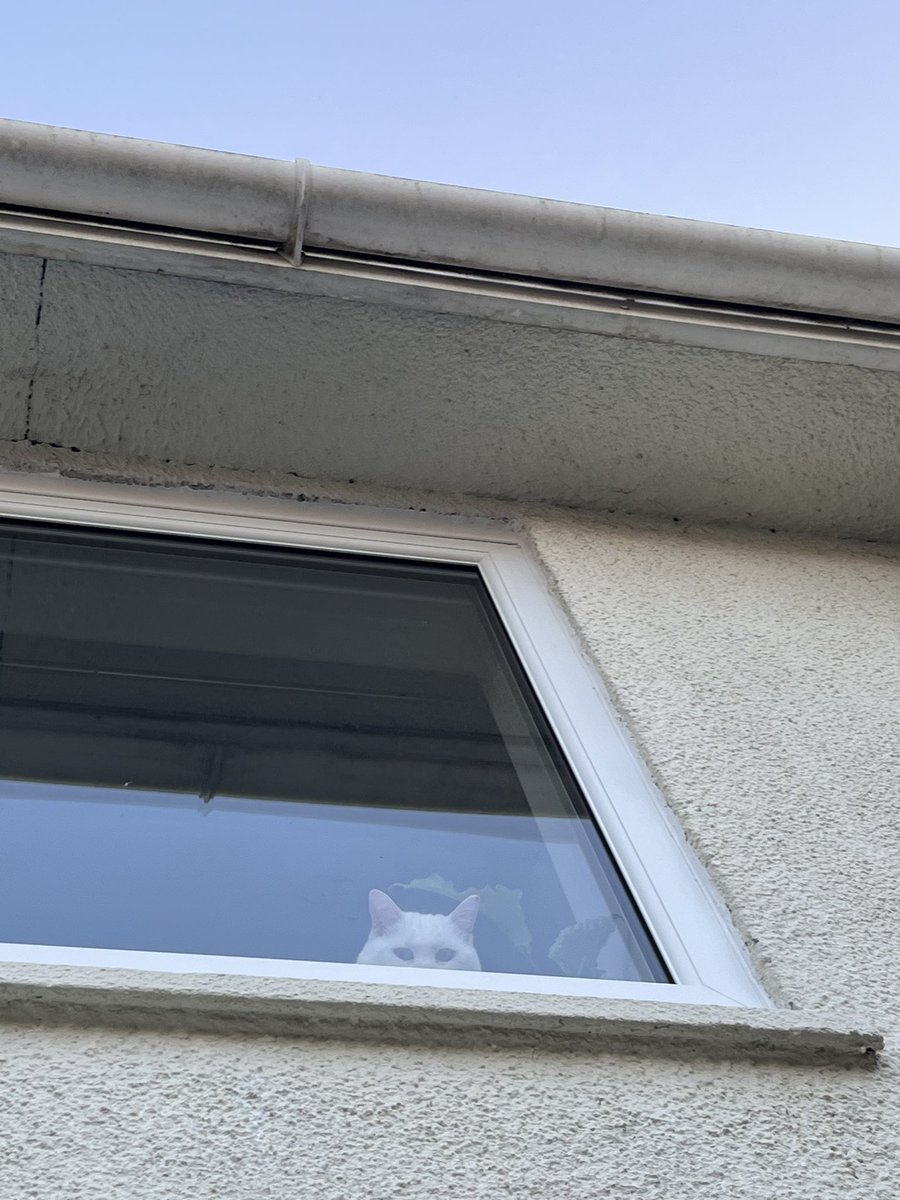 I showed you my paws please respond