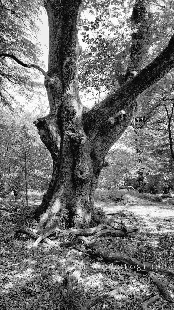 #GoodNightTwitterWorld #GoodnightEveryone Hope u all had a lovely day!!!! Luv ya all ♥️ 
#TreePlantation #trees #trunk #woodland #landscapephotography #landscapelovers #Landscapes #NaturalBeauty #blackandwhitephotography #blackandwhitephoto
