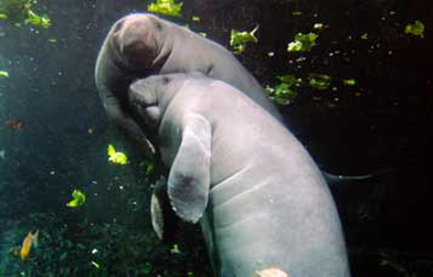 #DYK that #manatees are capable of holding their breath for up to 20 minutes?! Manatees slow their heart rate down to conserve oxygen, which helps them stay underwater for longer periods of time. #ManateeMonday
