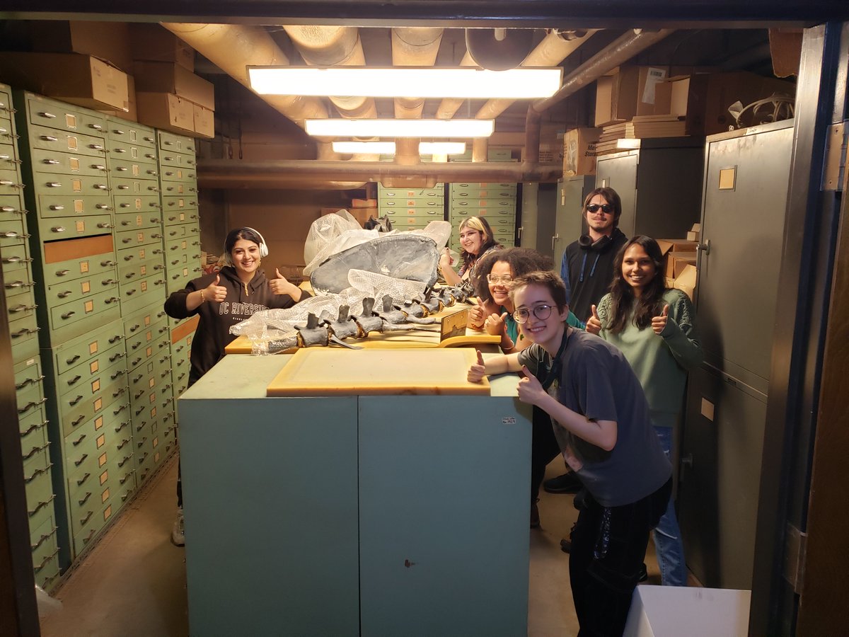 As of June 6th the UCR EPSci department offically owns an Allosaurus skeleton cast and a giant ammonite (Parapuzia) cast donated by the Riverside Museum.  Thank you to everyone who helped transport these specimens, which will be used for future outreach events and displays.