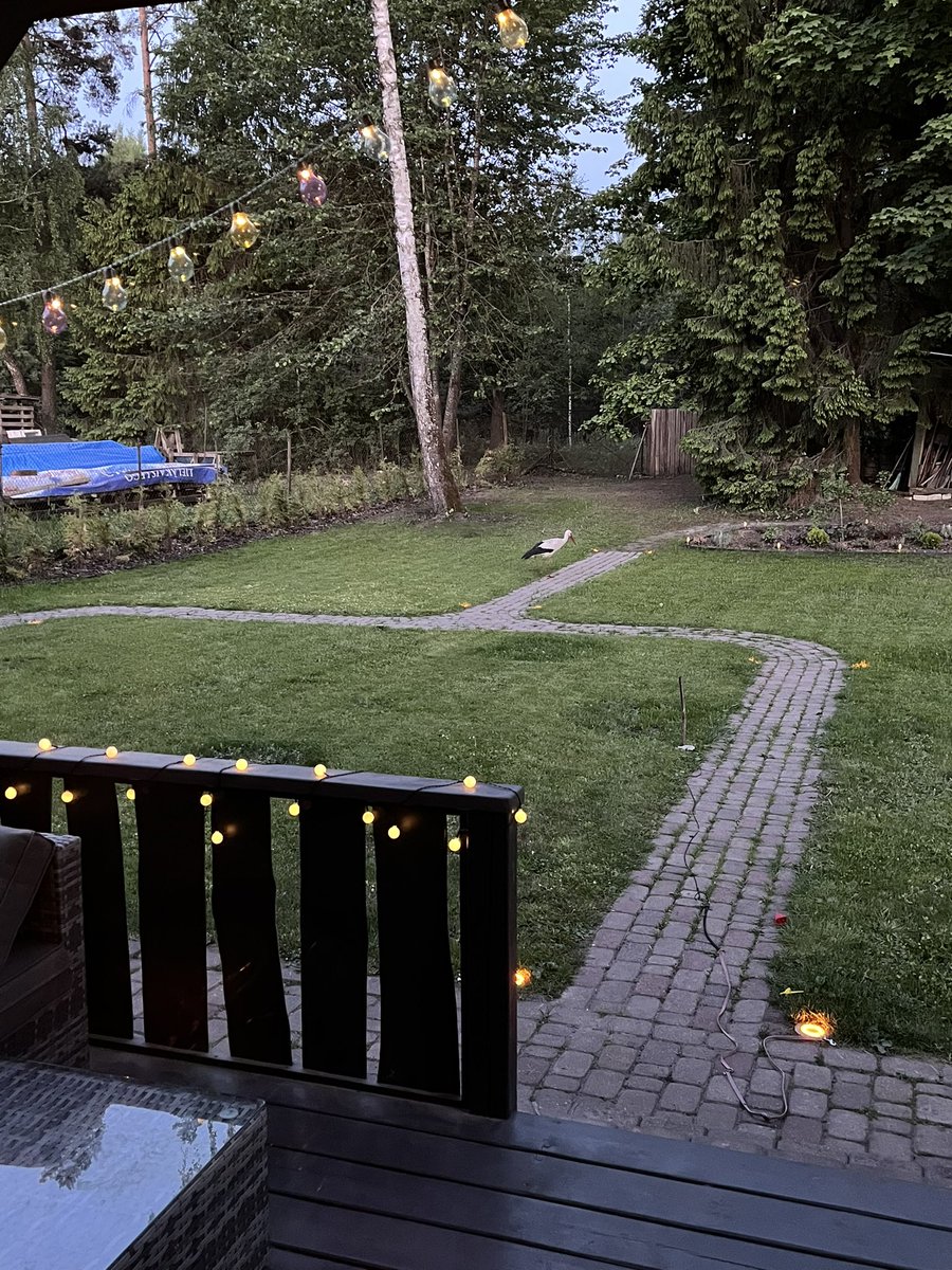 Jau otro nedēļu mūsu mājas pagalmā uz vakariņām ierodas stārķis. Tieši mūsu pagalmā ir visgardākās sliekas 😅😍 Nu jau mums tas ir ikvakara rituāls skatīties viņu vakariņojam. Skaistulis