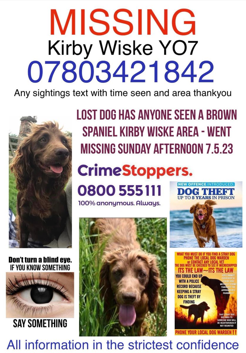 SADLY STILL #MISSING 7.6.23 #KIRBYWISKE #YO7 #SpanielHour Lost dog 😩Has anyone seen a brown #spaniel Kirby wiske area - went missing sunday afternoon 7.5.23 facebook.com/elizabeth.rape… m.facebook.com/groups/1293339… @JacquiSaid @thomp918 @MissingPetsGB @bs2510 @juliagarland73