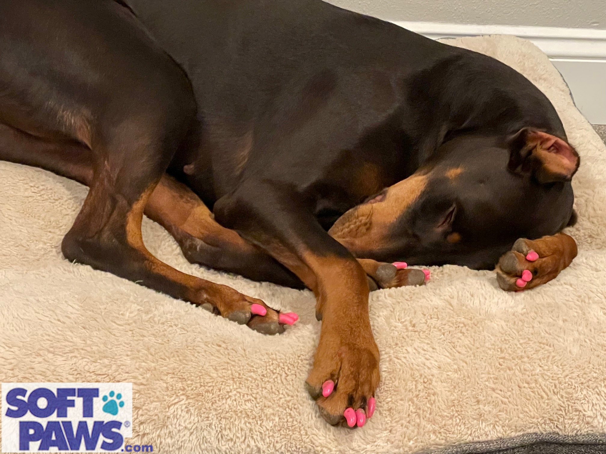 Softpaws for best sale dogs