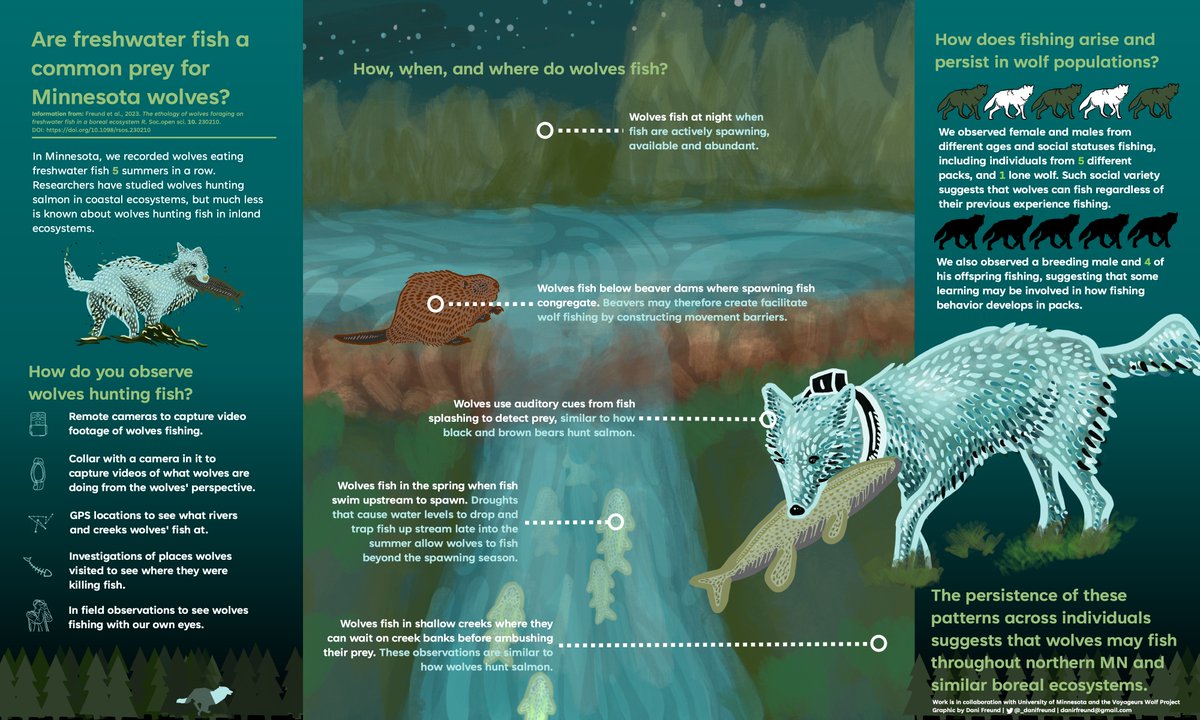 Very excited to share the first paper I've led, and thrilled that it's open access. 5 years of observations allowed us to gain powerful insight into wolf freshwater fishing behavior. Big thanks to my family and friends who have helped me get here:
royalsocietypublishing.org/doi/10.1098/rs…