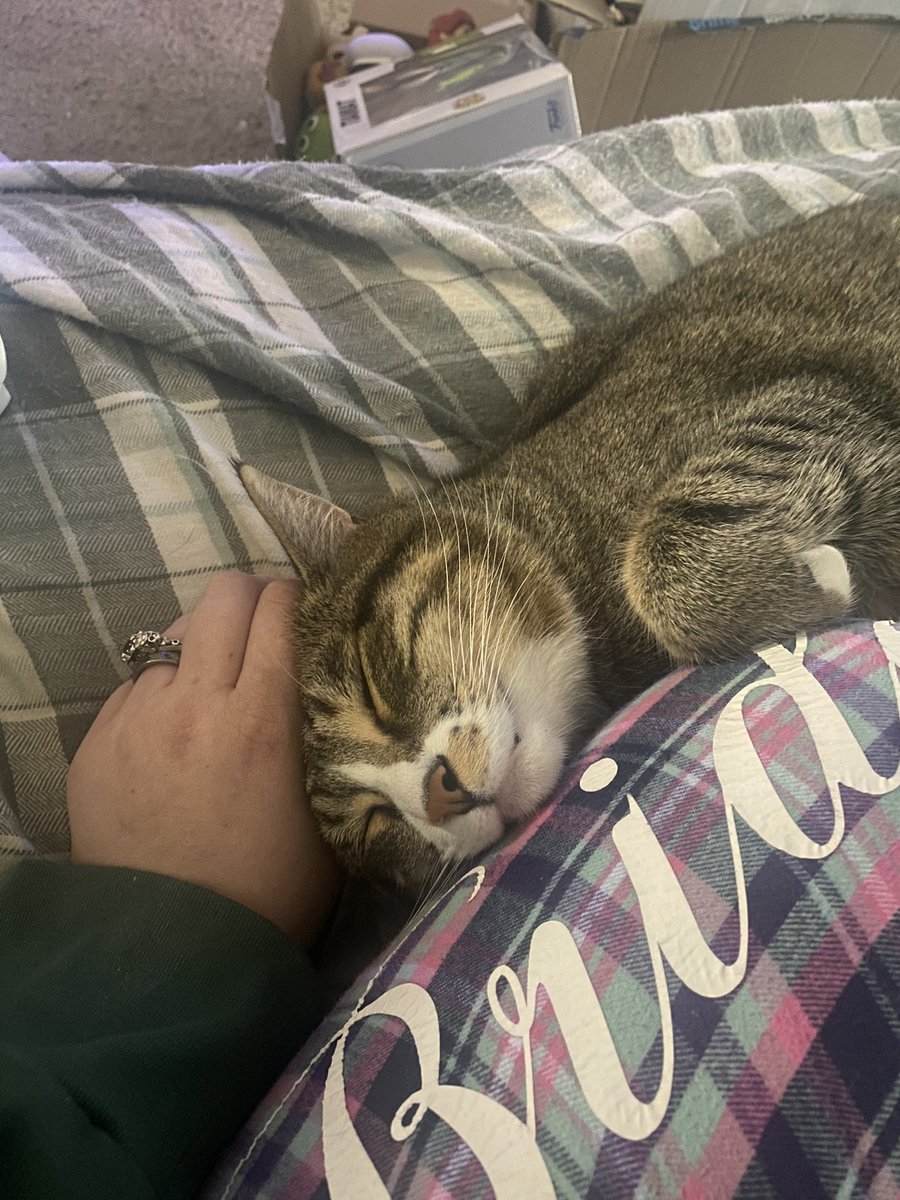 13downbad's tweet photo. sometimes I get stuck in a vicious thought circle wondering how Niffler could have left me so early

but she left knowing I was in good paws 💜 https://t.co/BVsRTB4kMc