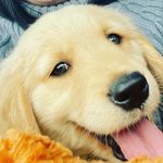 dougtdog1's tweet photo. Hi, I'm Doug The Dog! https://t.co/jROPJQpwjK