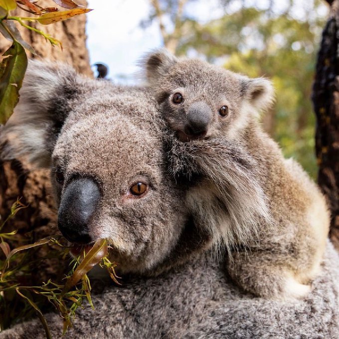 Sometimes all you need is a little koala-ty time with mum! 💕&nbsp;  You'll find this adorable duo at @tarongazoo&nbsp;-<a href="/tag/seeaustralia"class="tags"><span>#seeaustralia</span></a><a href="/tag/comeandsaygday"class="tags"><span>#comeandsaygday</span></a>