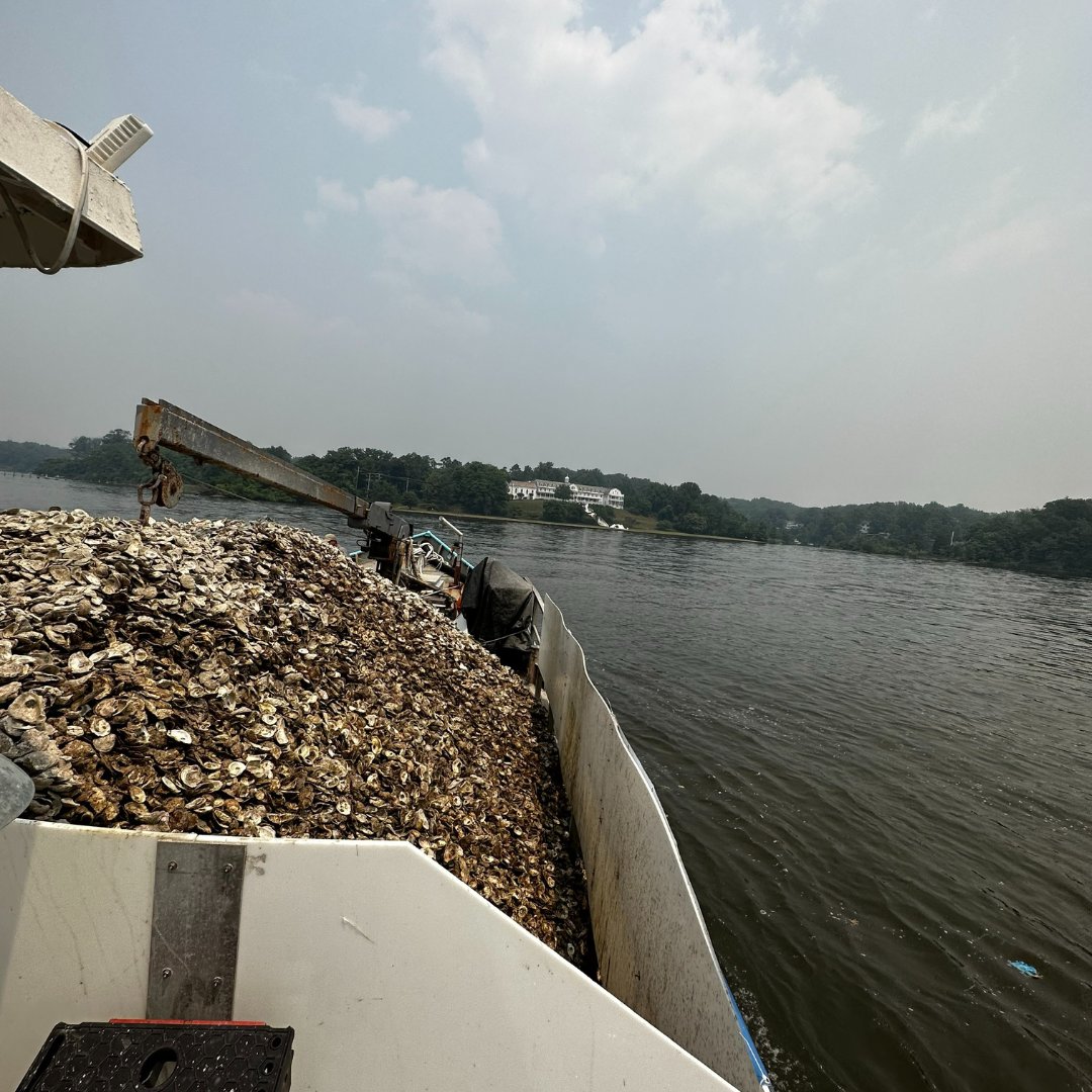 Oyster Recovery Partnership tweet media