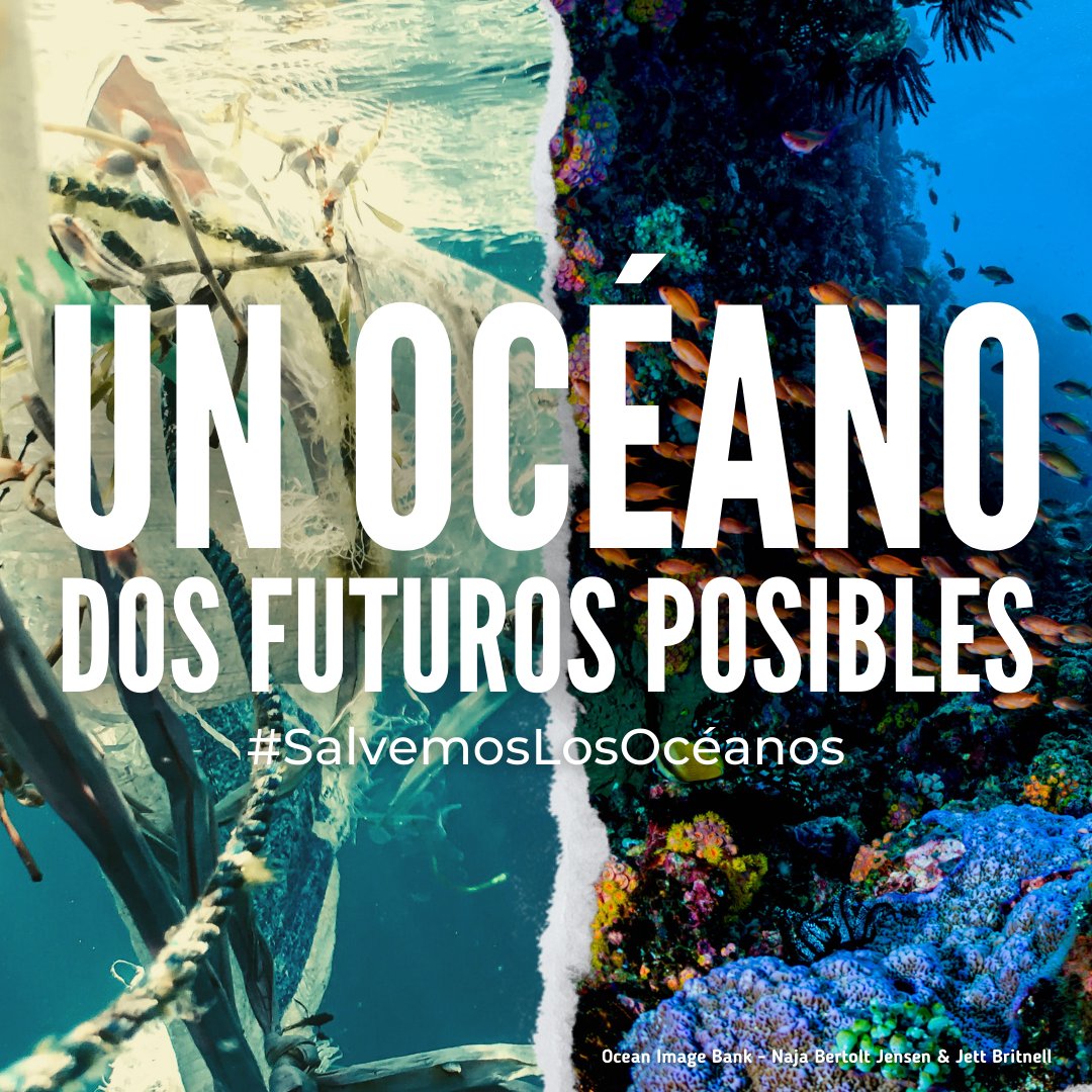 Para 2050 podríamos tener más plástico que peces en el mar.

Todos tenemos un papel que cumplir en la preservación de los océanos.

El 8 de junio es el #DíaDeLosOcéanos.

¡Cuidándolos aseguramos nuestro futuro!

un.org/sustainabledev…