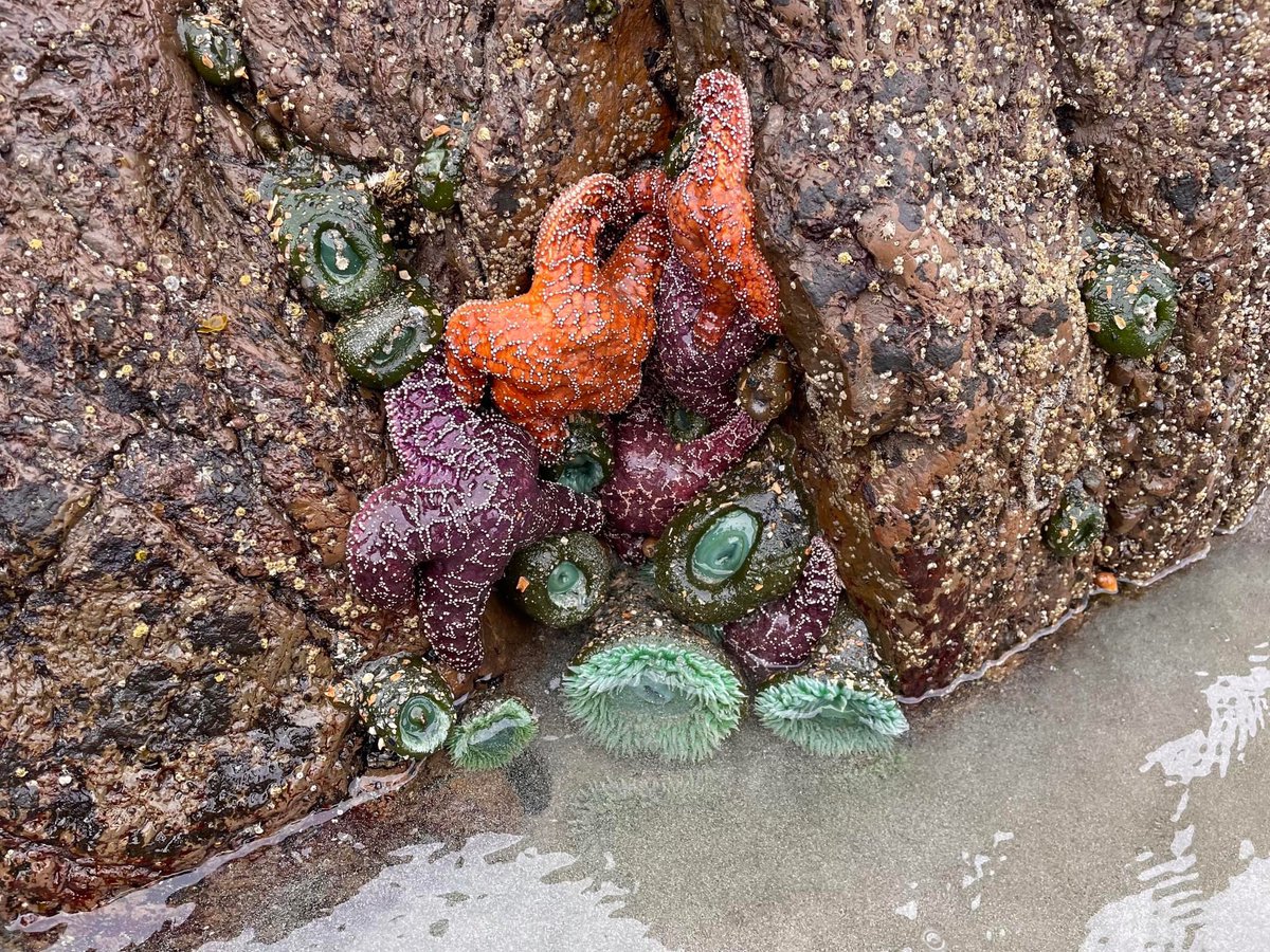 oceandayYYJ's tweet photo. Come say hello to Seaquaria Ocean Education this Sunday at Fisherman's Wharf and check out our visual tanks featuring local intertidal animals! At 11:30 &amp; 1:30 special guest divers will show you more life beneath the surface!
#WorldOceanDay #worldoceandayyyj #oceanweekvictoria https://t.co/9zskwtCgQp