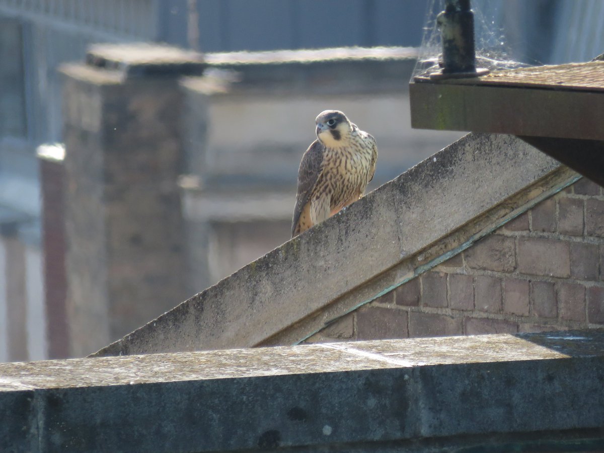 camperegrines tweet picture