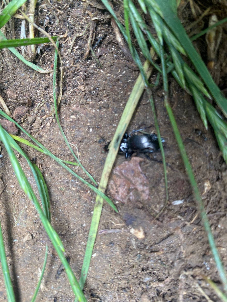 vicpalmer2's tweet photo. Today in English we went on a minibeast adventure down at the forest school area. We have been buzzy, buzzy, buzzy! 🐝 Ask your child what we found and what our new story map is all about? 🐜 🐛 🐞 https://t.co/DSQKFV0mAg