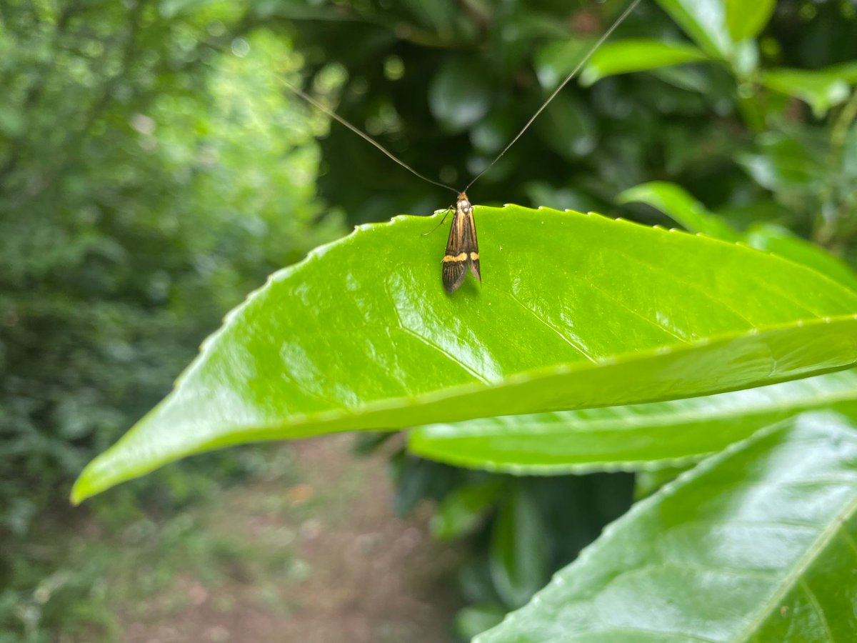 vicpalmer2's tweet photo. Today in English we went on a minibeast adventure down at the forest school area. We have been buzzy, buzzy, buzzy! 🐝 Ask your child what we found and what our new story map is all about? 🐜 🐛 🐞 https://t.co/DSQKFV0mAg