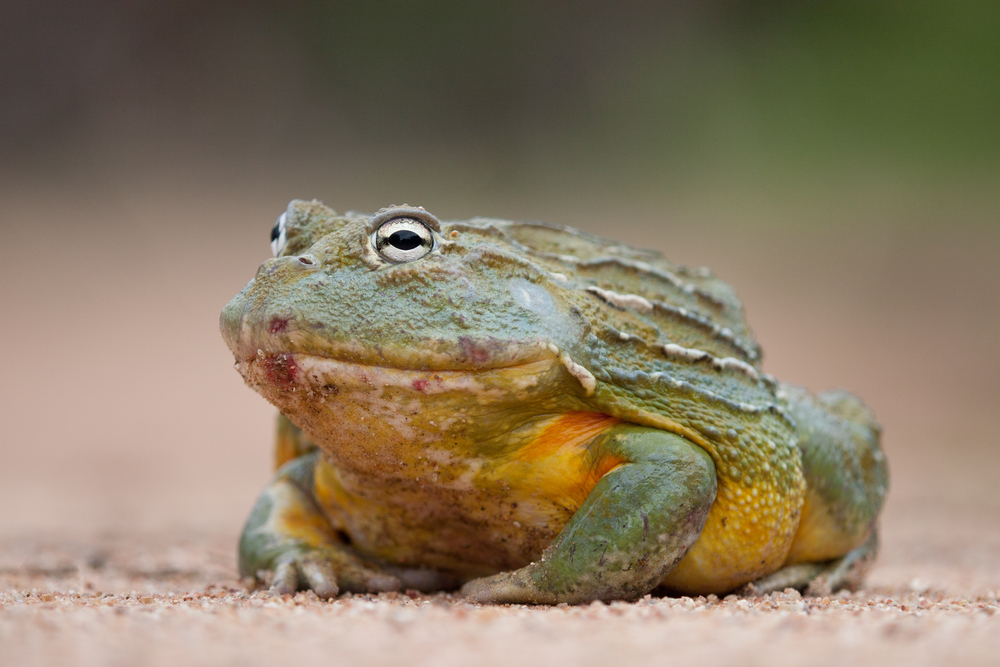 thetruetoads's tweet photo. [8/8] The skin secretions of the African bullfrog contain antimicrobial peptides that have shown promise in fighting drug-resistant bacteria. They could lead to the development of new antibiotics🦠💊 #AfricanBullfrog #AntimicrobialPeptides #antibiotics 

Image by ABDragons 🐸 https://t.co/r9RywPaF8e