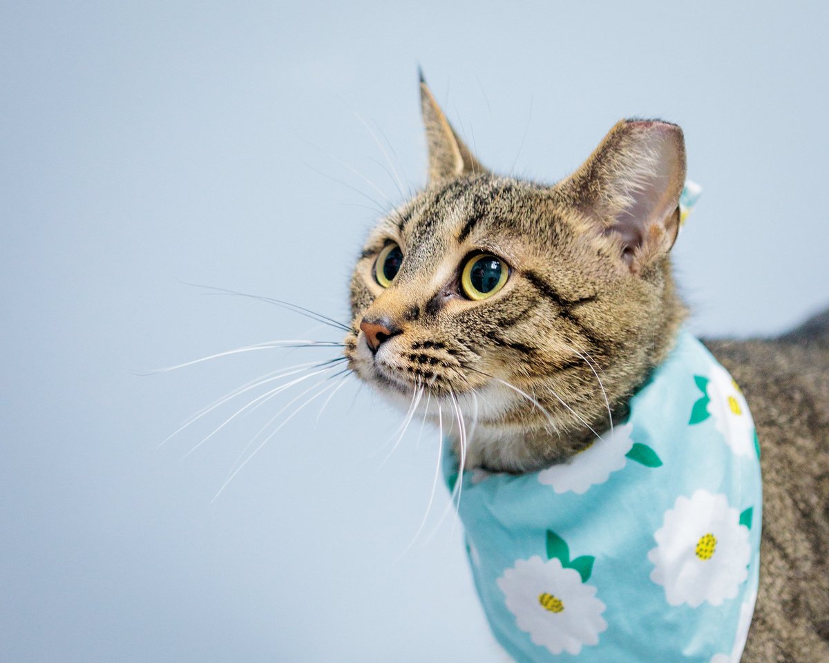 KY Humane Society tweet media