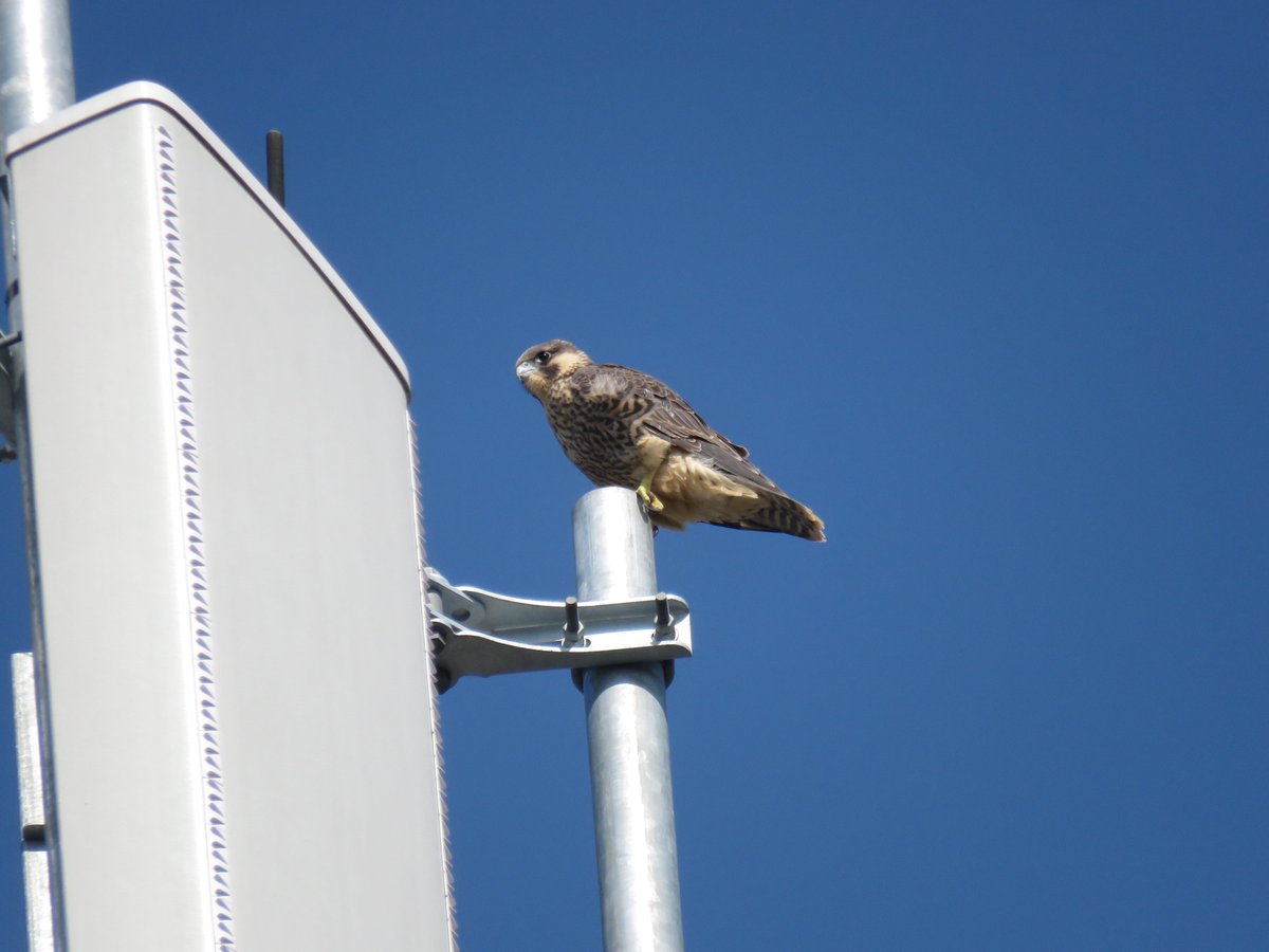 camperegrines tweet picture