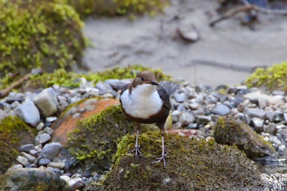 Eurasian three-toed woodpecker and dipper from the Bavarian Alps near Lenggries.