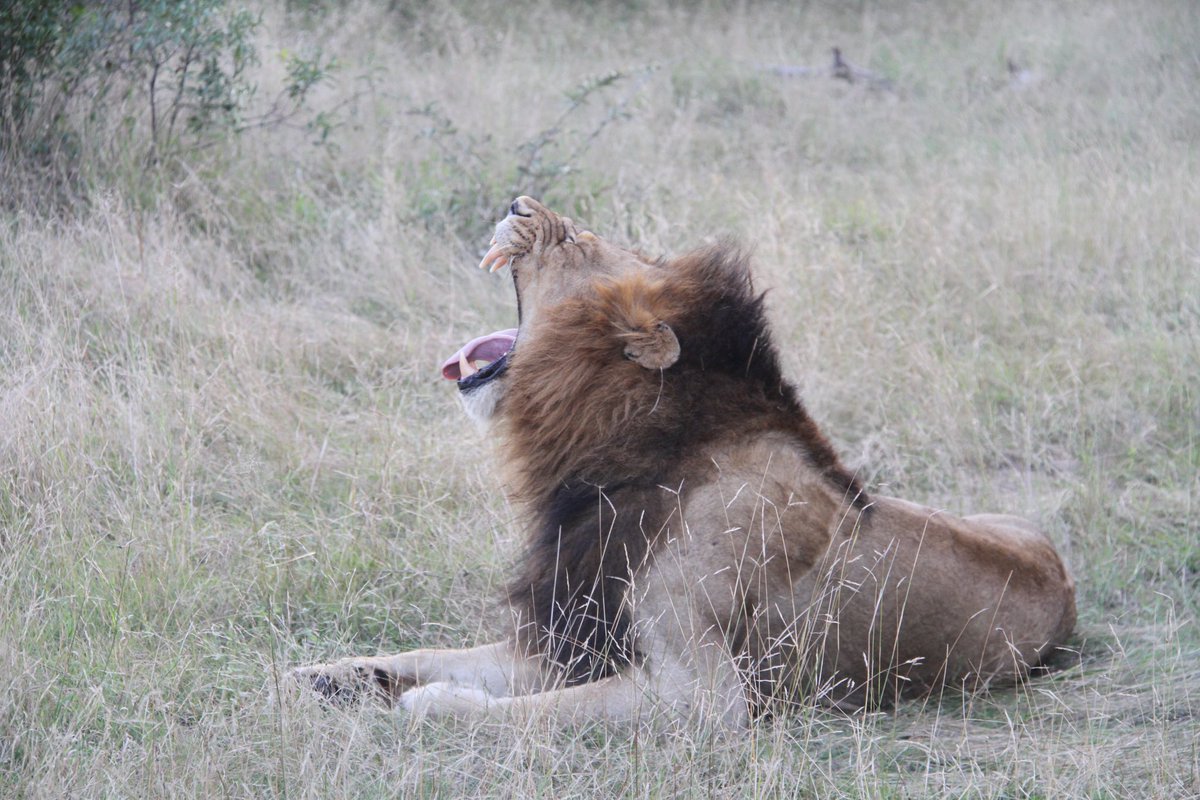 vtorr21's tweet photo. I still can’t believe I went to South Africa. It was honestly an unbelievable experience and have no clue how I will top this trip. 😳 Buffalo is not pictured***  #Safari #SouthAfrica #big5 https://t.co/1tJwxNoJaj