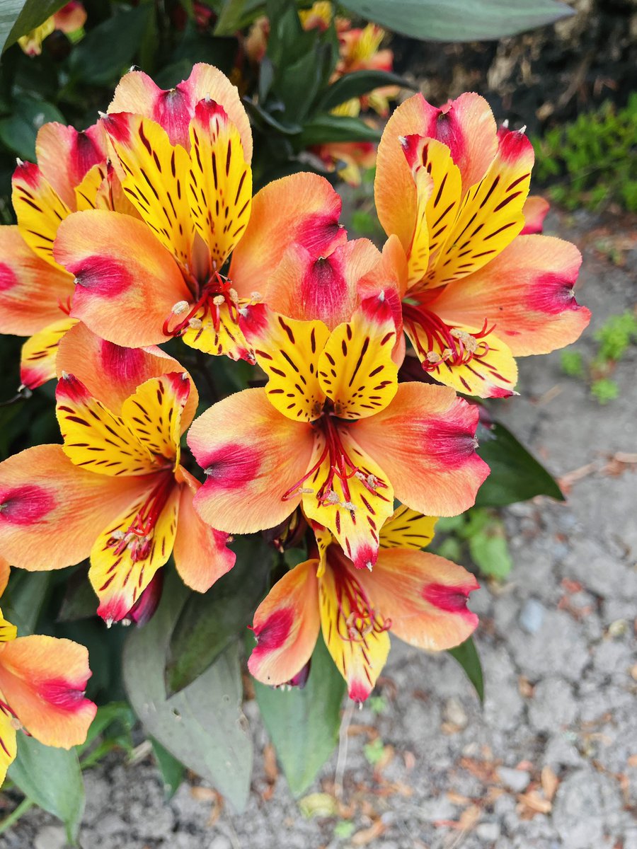 #100daysofwalking <a href="/100kin30days/">100kin30days</a> 
Hump day done ✅