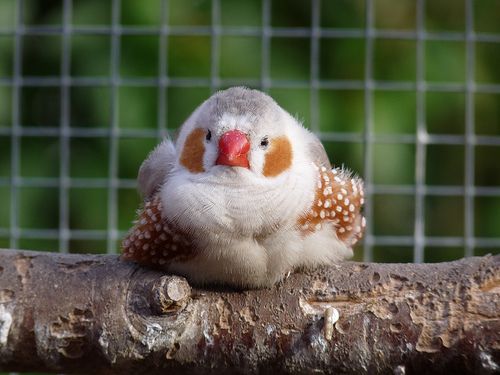 I love how Zebra finches just sit down like rubber duckies 💝💝💝