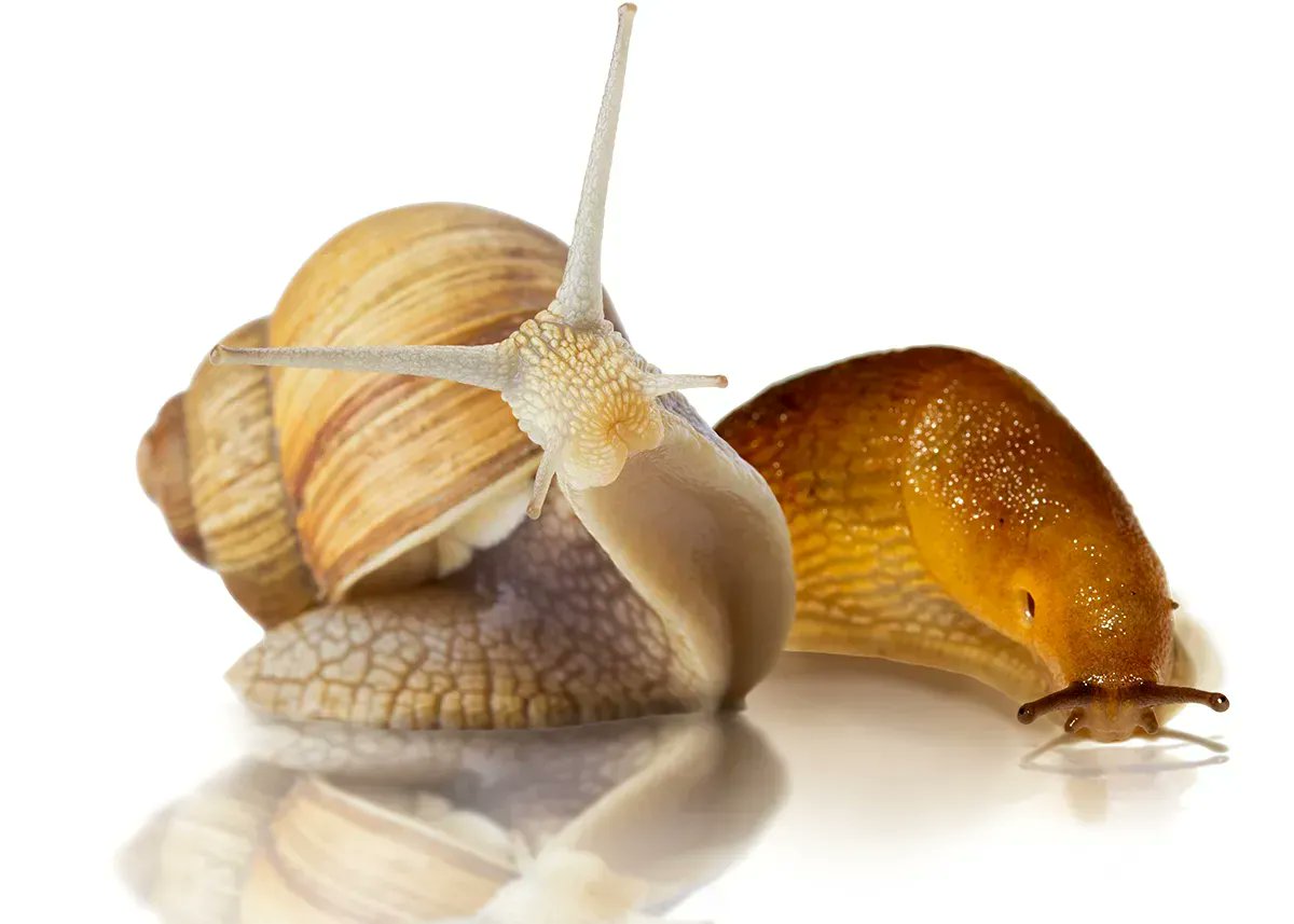 Go after slugs and snails with a killer of a bait. Sluggo®, Ferroxx® or Ferroxx®AQ will get the job done. They can be used around pets or livestock with an unlimited number of treatments. Visit Neudorff at buff.ly/3WQMQre for more info!