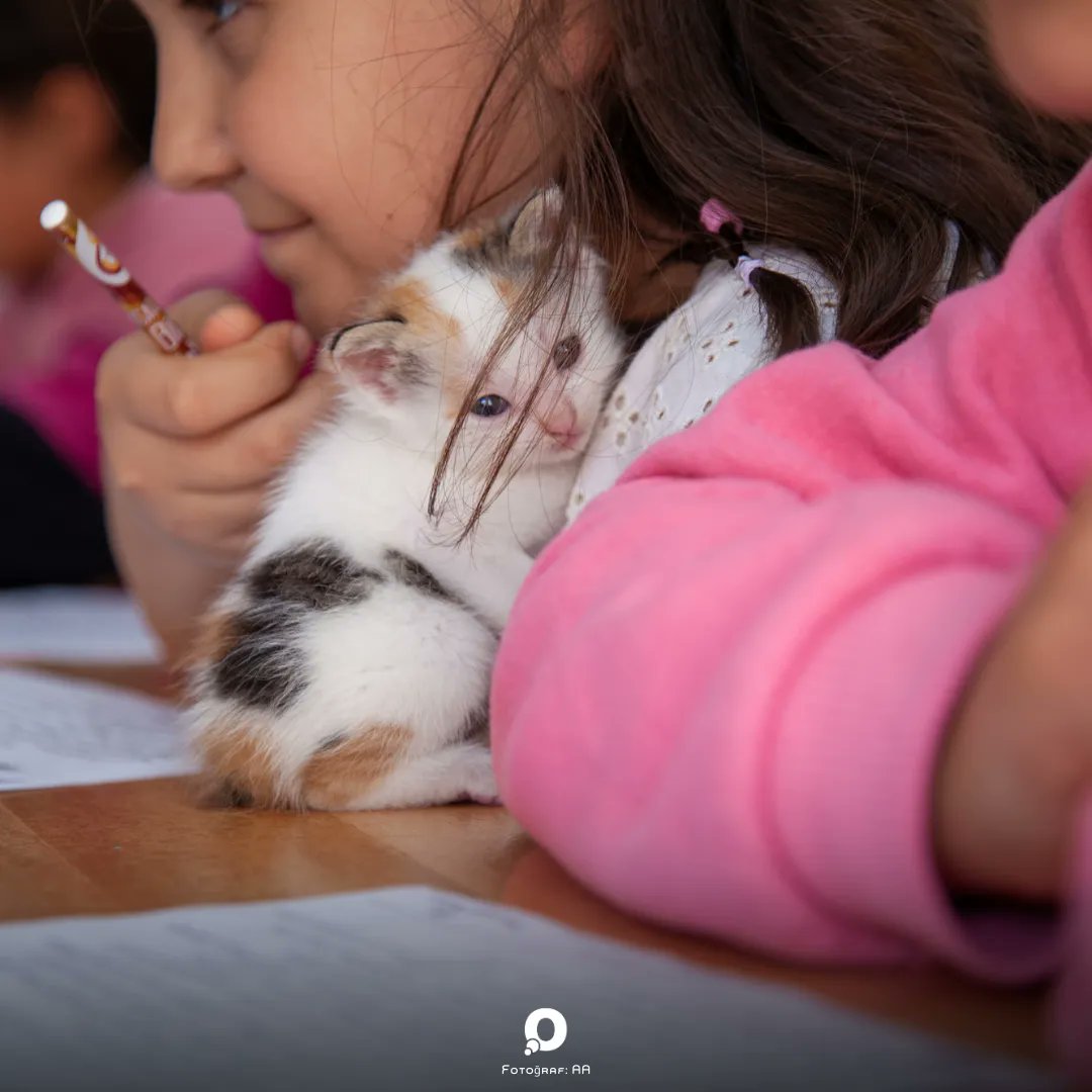 onedio's tweet photo. Çorum Sungurlu’da bir köy okulunda doğum yapan kedi ile yavrularına öğretmen ve öğrencileri sahip çıktı 😍 https://t.co/sD6x7tMN0w