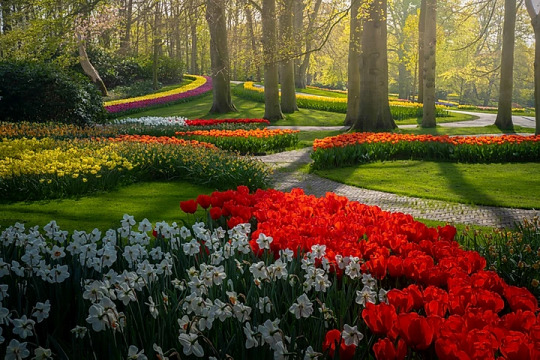 BarrisStrey's tweet photo. Keukenhof garden https://t.co/a8B27r0OQQ